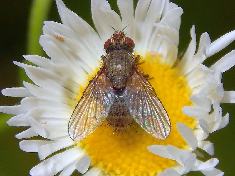 Tachinidae